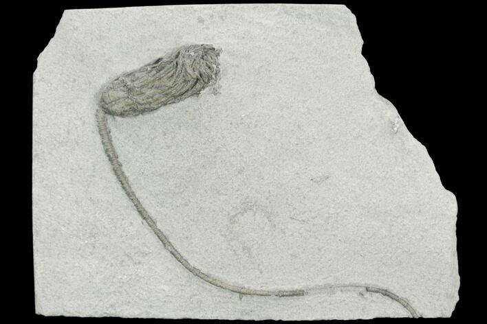 Crinoid (Pachylocrinus) Fossil - Crawfordsville, Indiana #125919